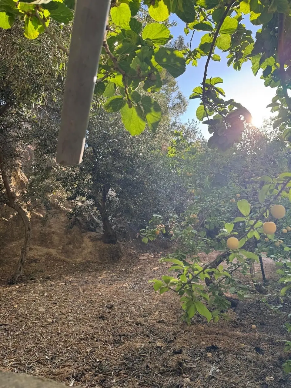 شقه ارضيه حاره ٥ ابو نصير