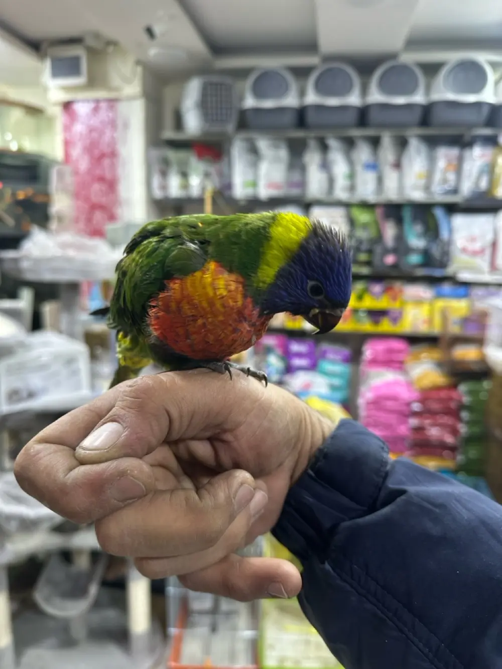 لوري فرخ زق