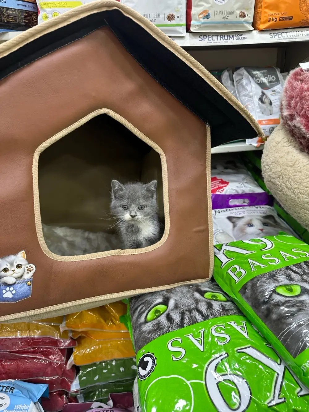 قطط برتش مكس