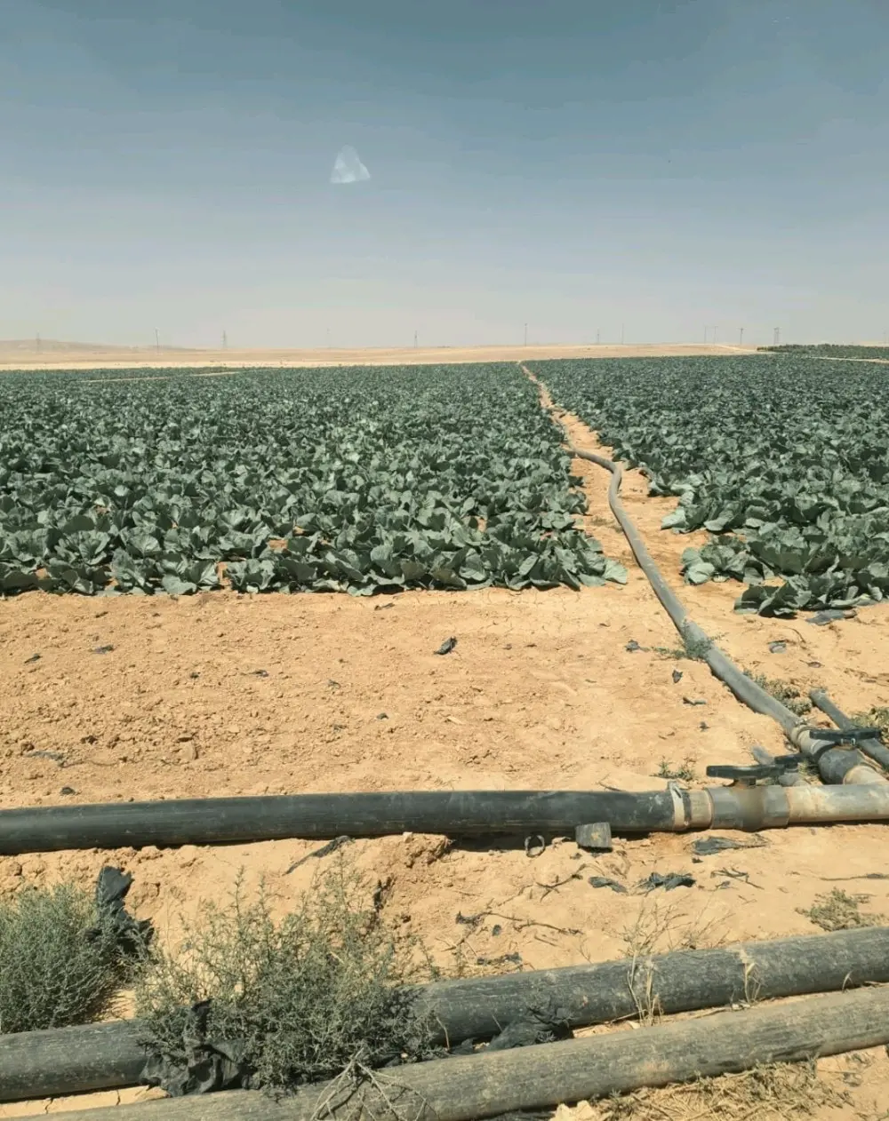 عرض اخر السنة  متر الارض فقط بدينار واحد لا غير