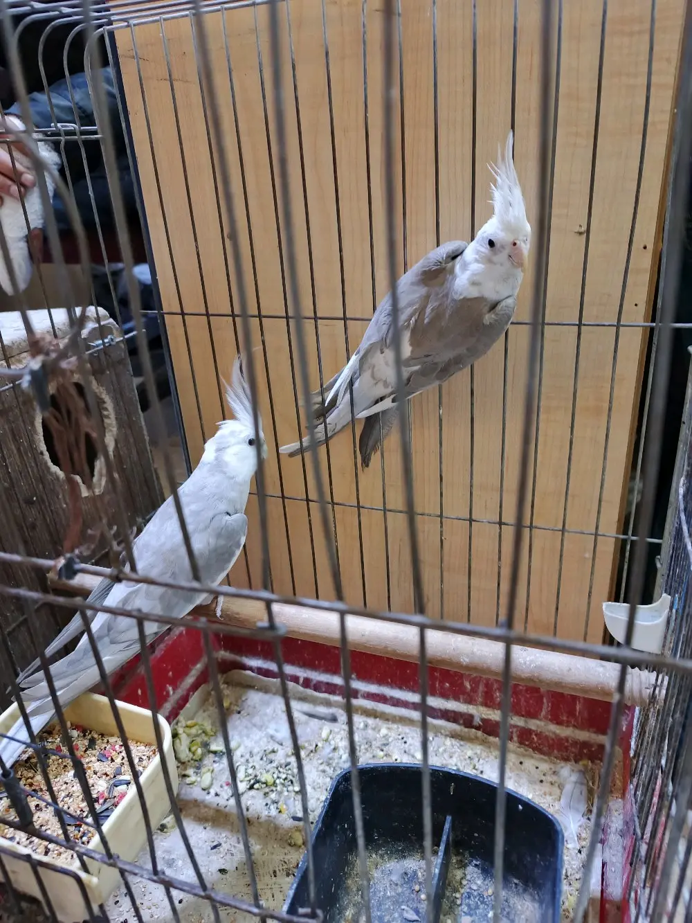 جوز وايت فيس