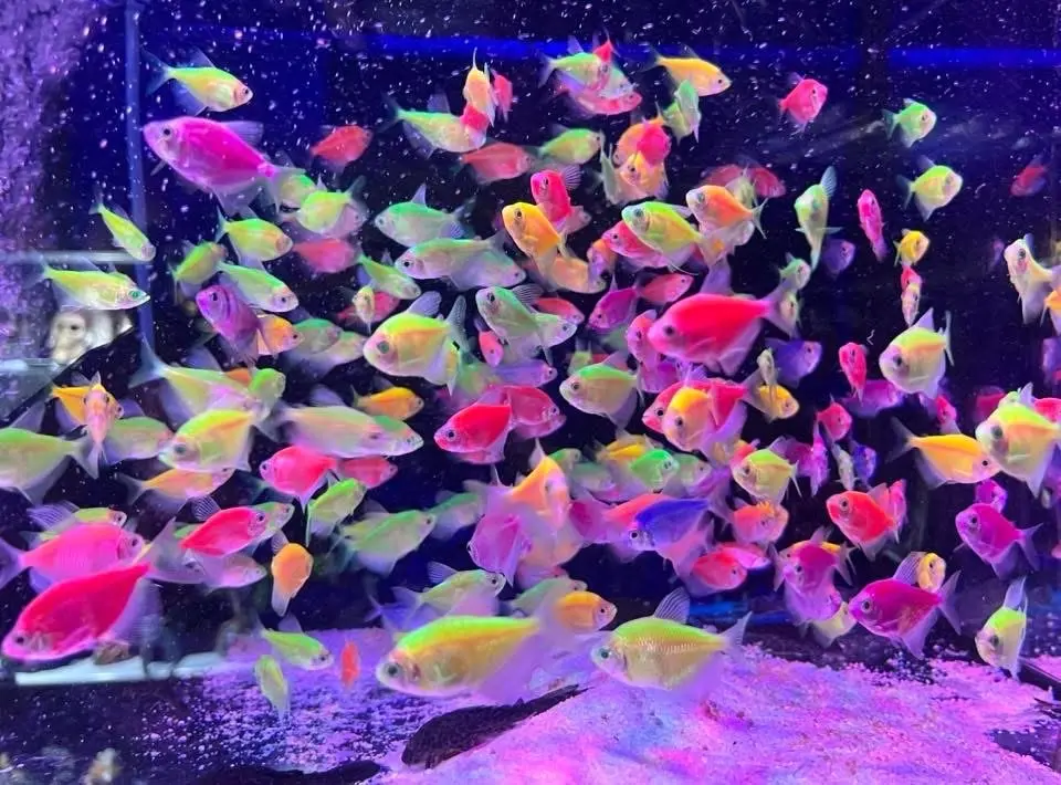 محل مستلزمات اسماك زينه ومستلزمات حيونات