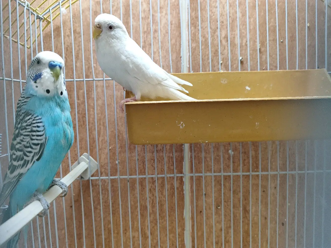 جوز حب..اربد