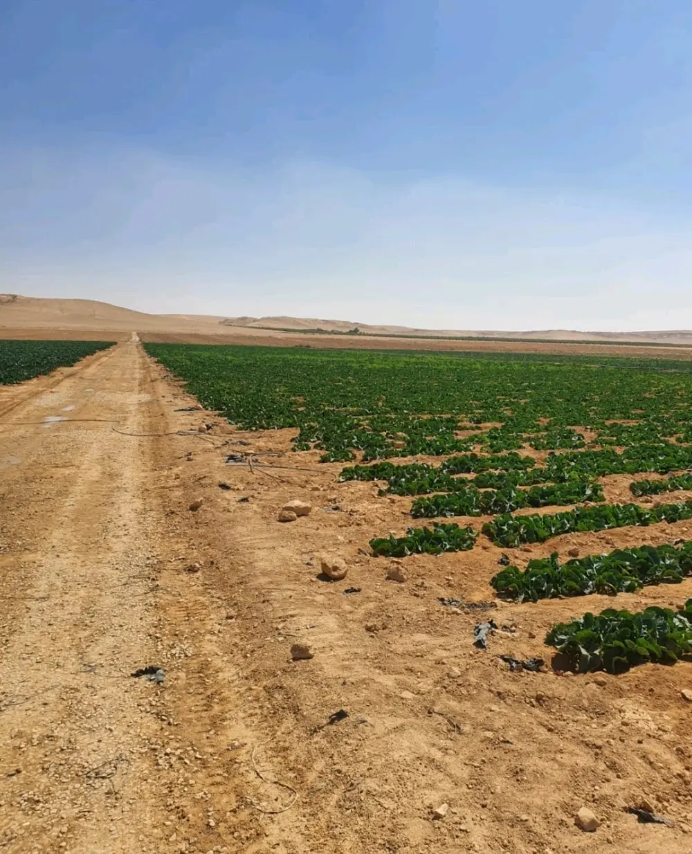 عرض اخر السنة  متر الارض فقط بدينار واحد لا غير