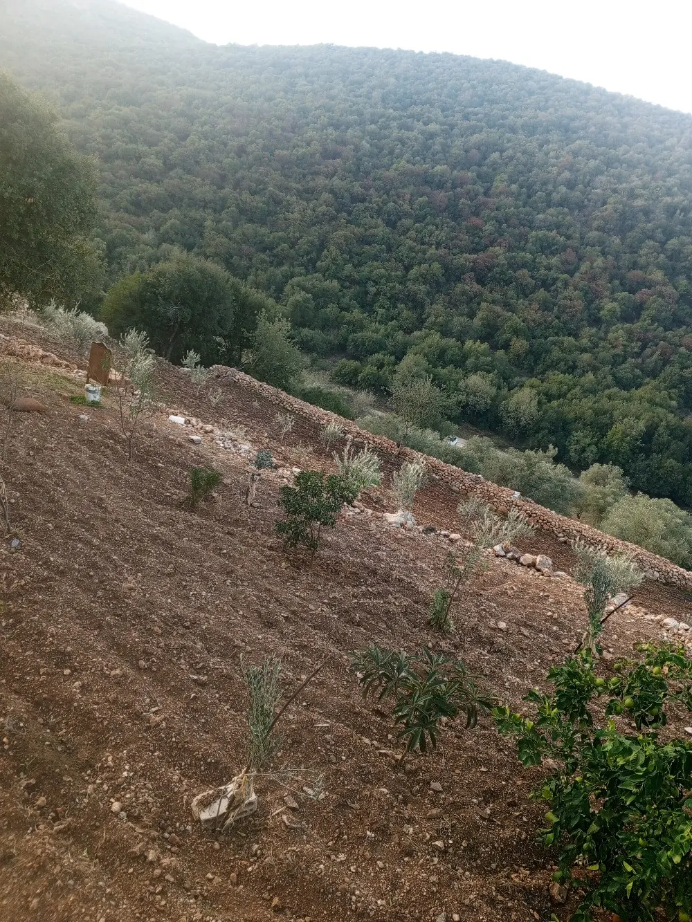 قطعة ارض للبيع منطقة برقش