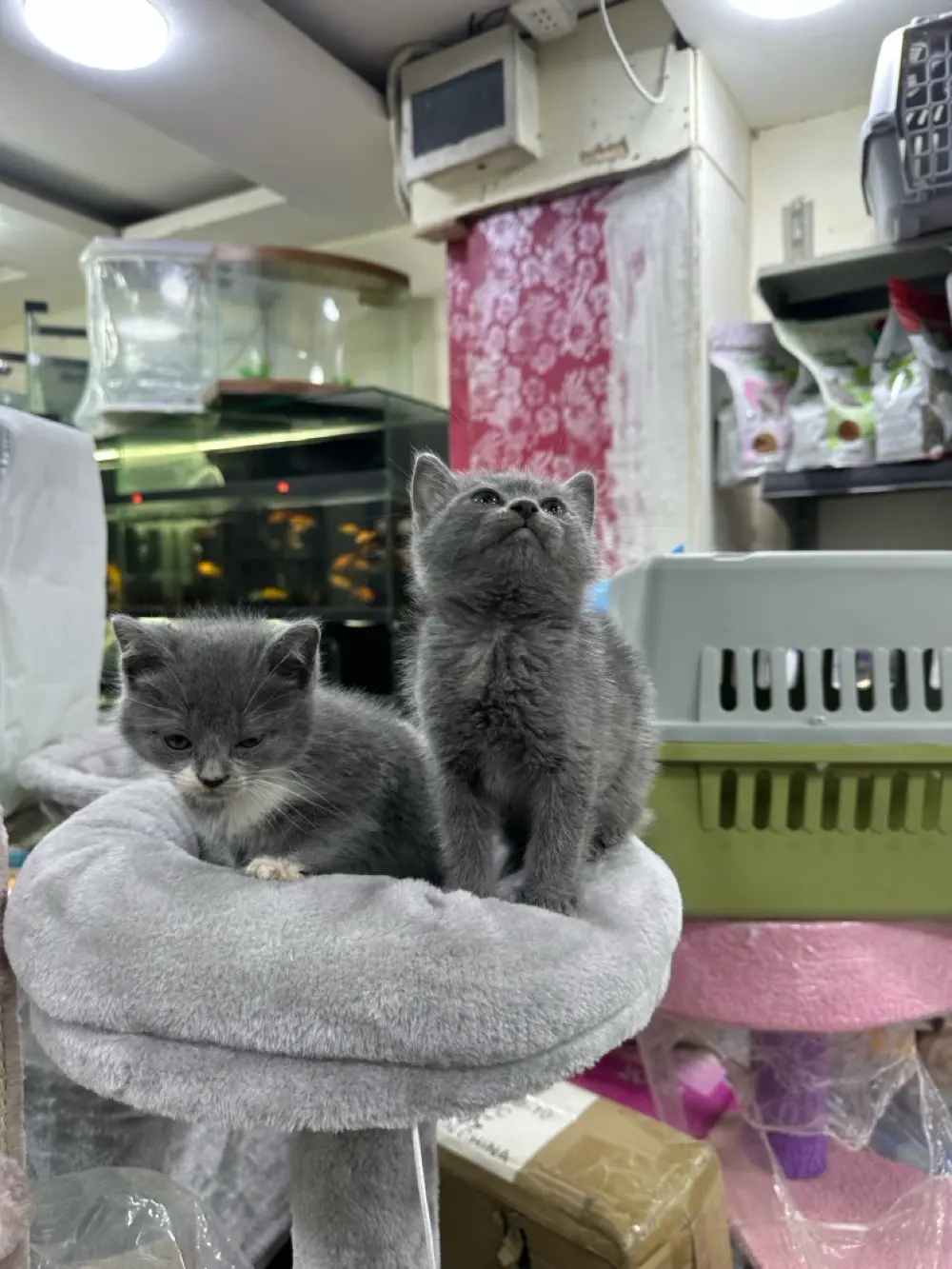 قطط برتش مكس