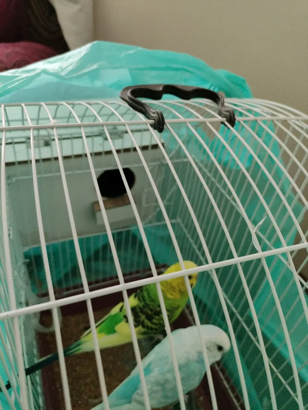 طيور حب بادجي  مع قفص وكوخ  واكل فقط ب١٠ دنانير