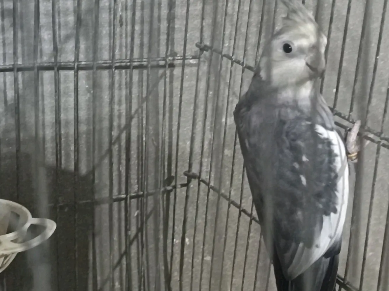 جواز كوكتيل