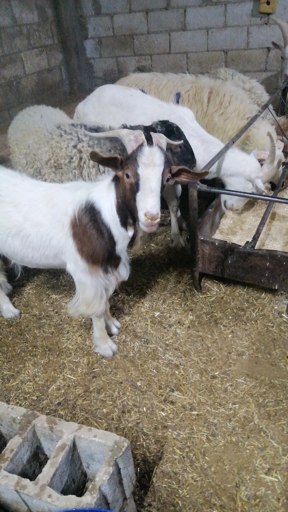 خرفان روماني