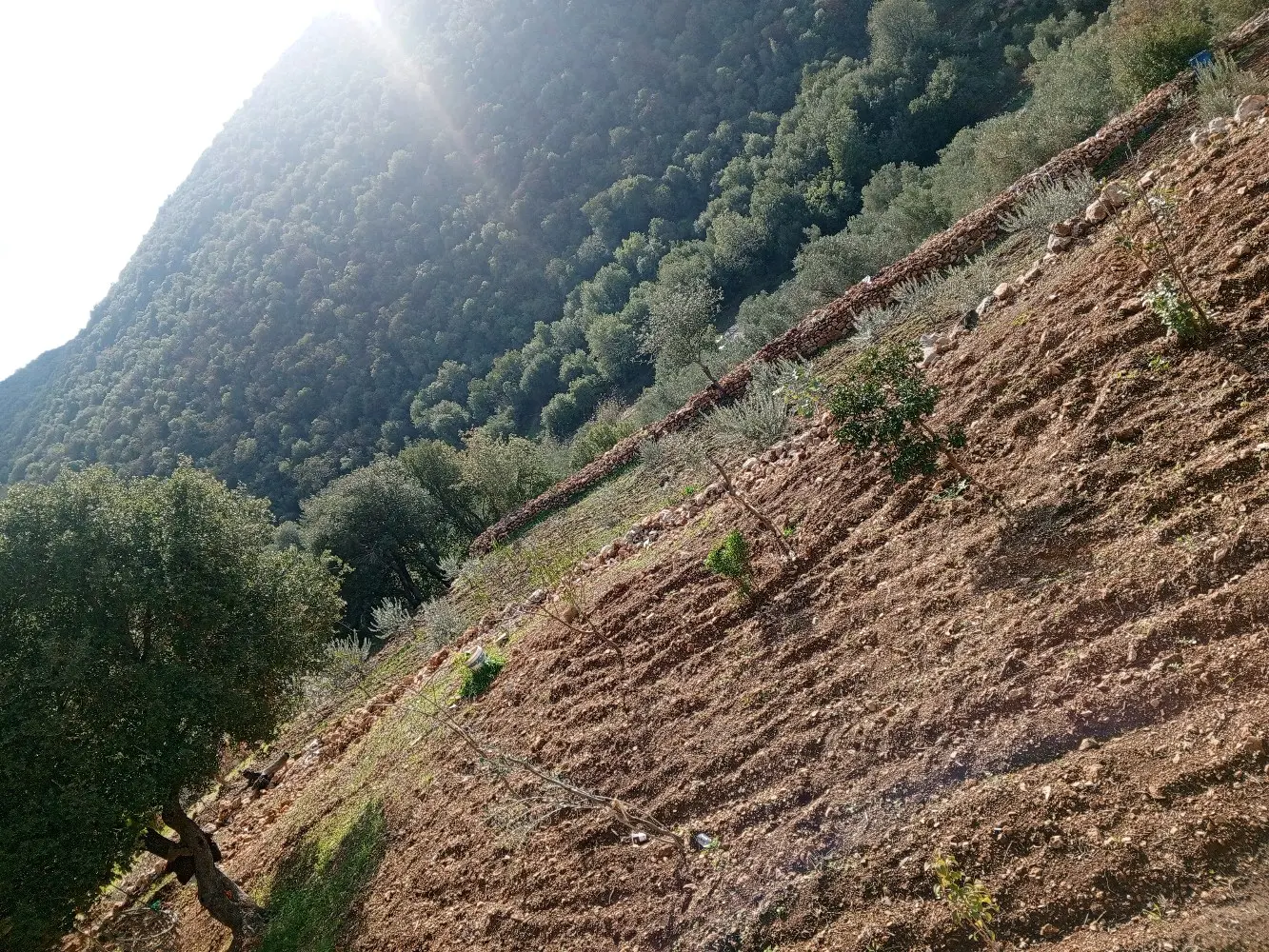 قطعة ارض للبيع منطقة برقش