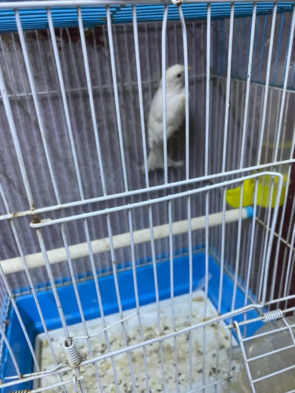 دكر عصفور كنار لون ابيض