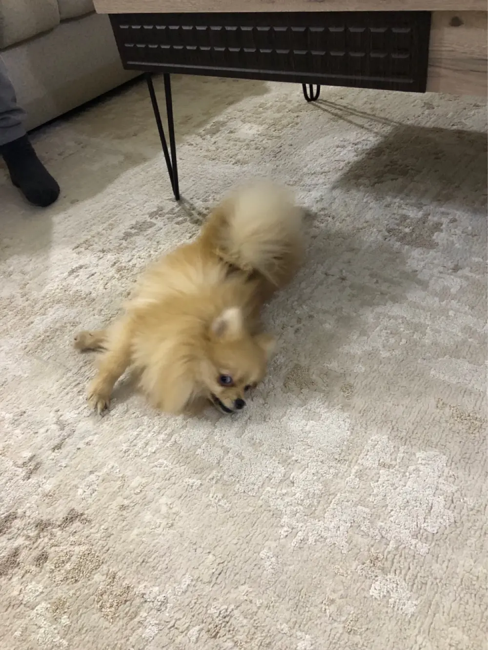 بومرينيان تي كب مع كامل الاغراض