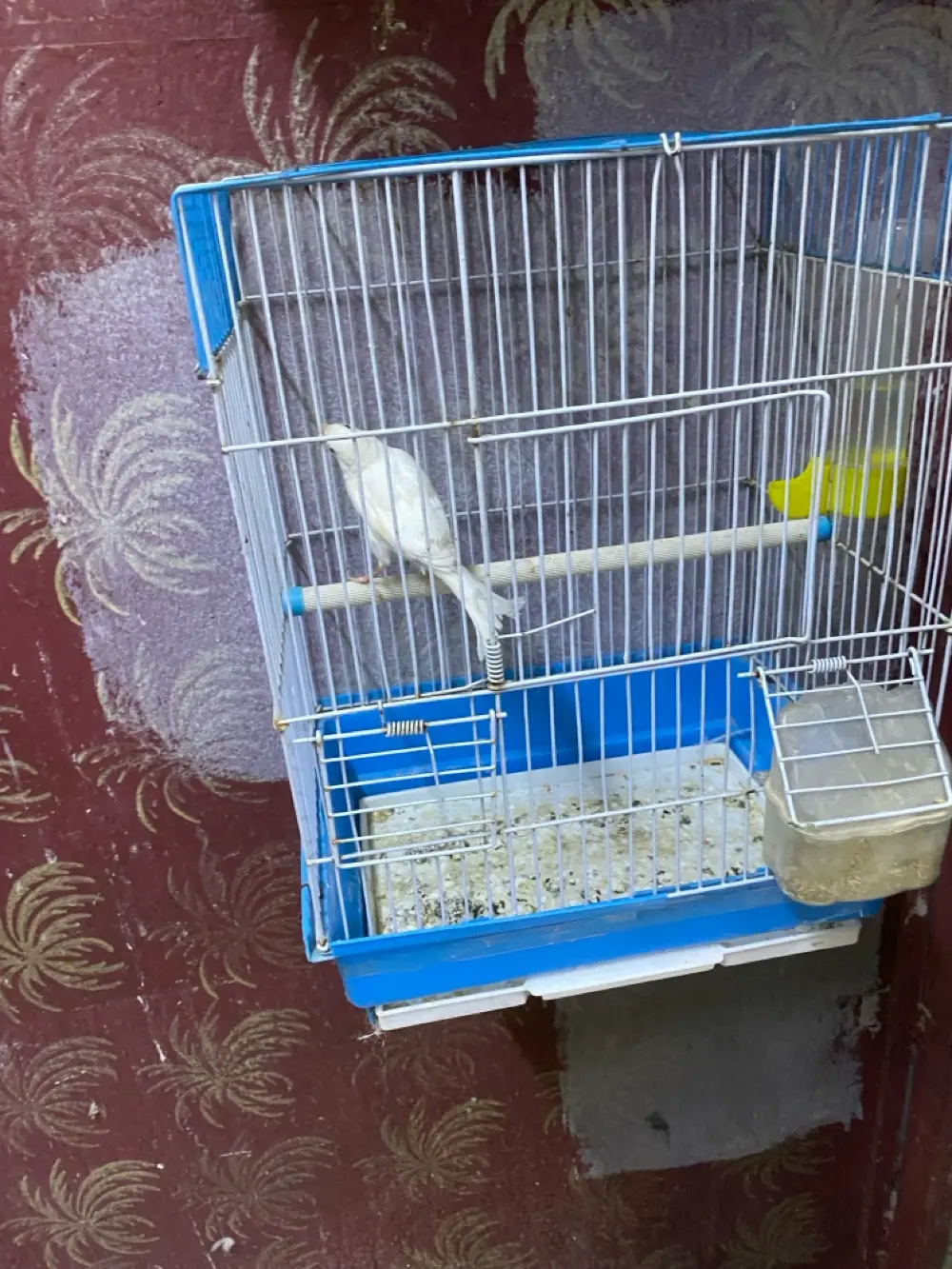 دكر عصفور كنار لون ابيض