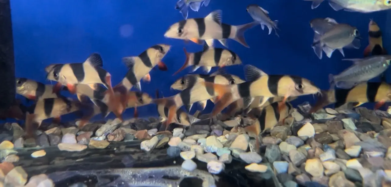 محل مستلزمات اسماك زينه ومستلزمات حيونات