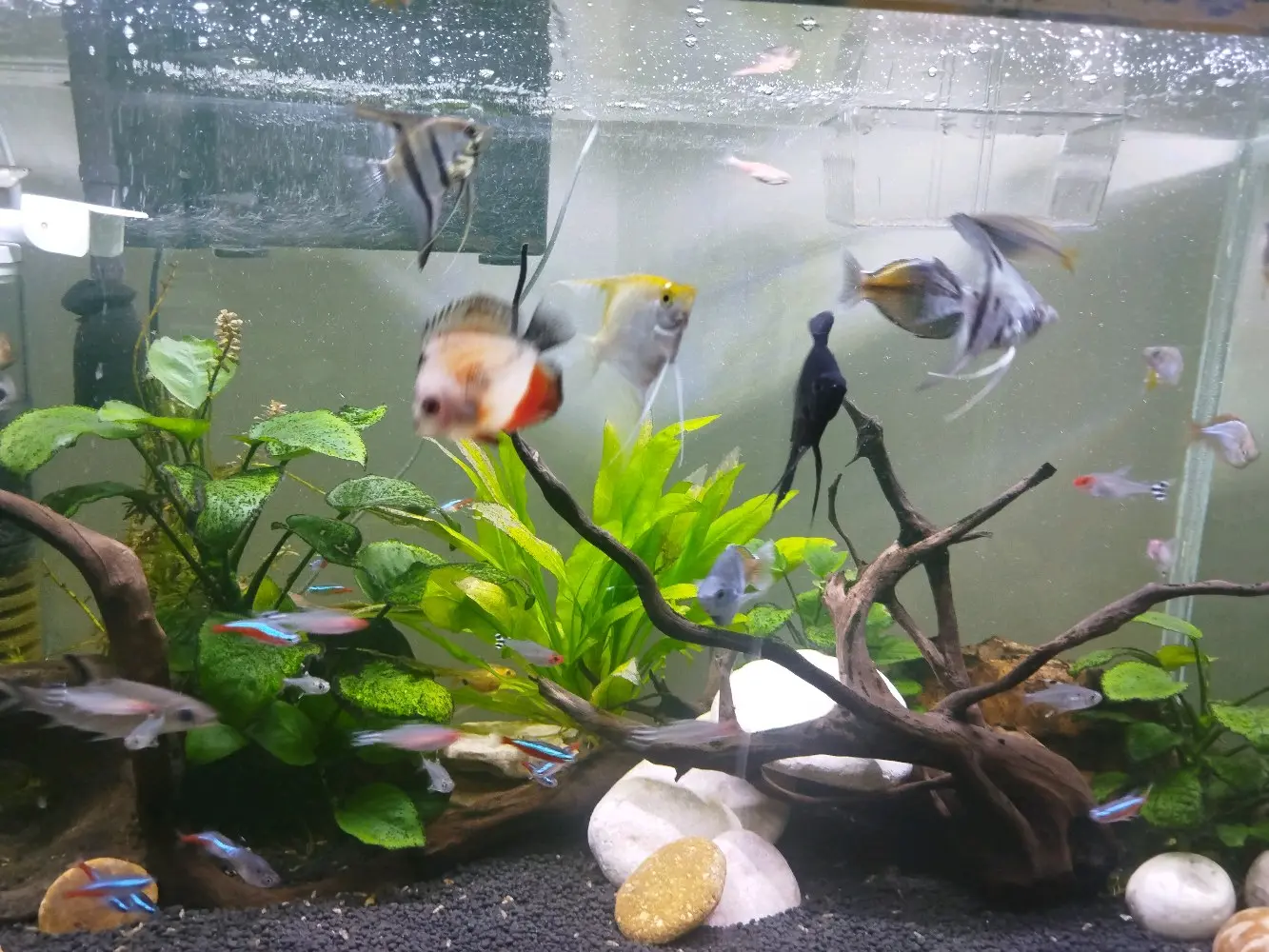 للبيع لعدم التفرغ : حوض سمك نهري كامل ونظيف جداً