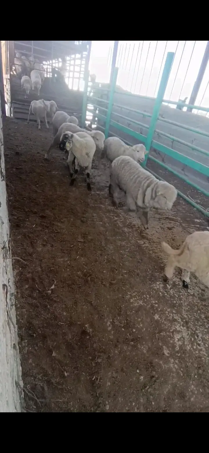 خرفان روماني