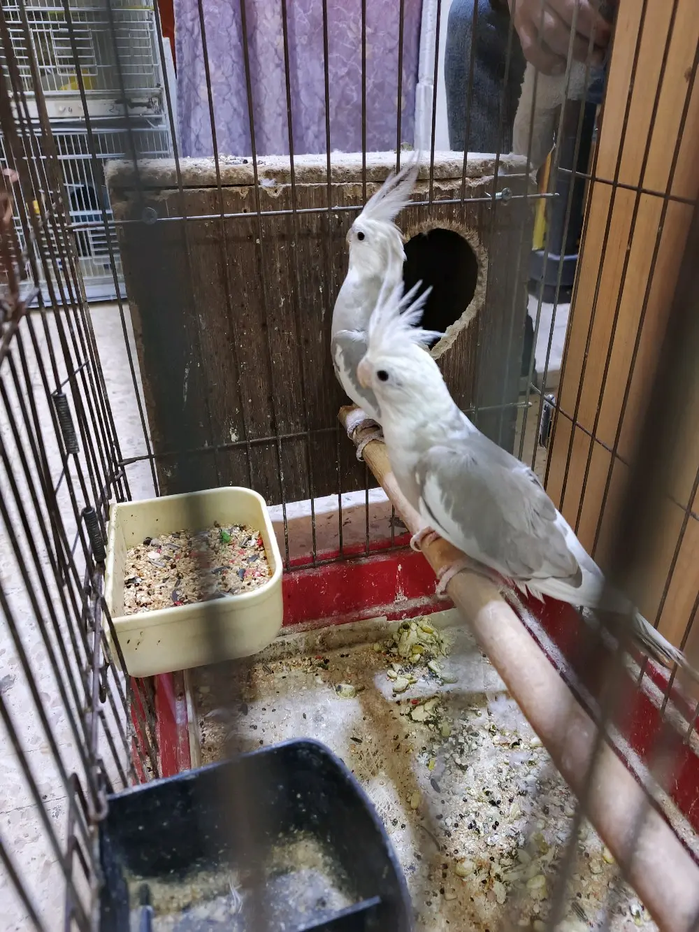 جوز وايت فيس