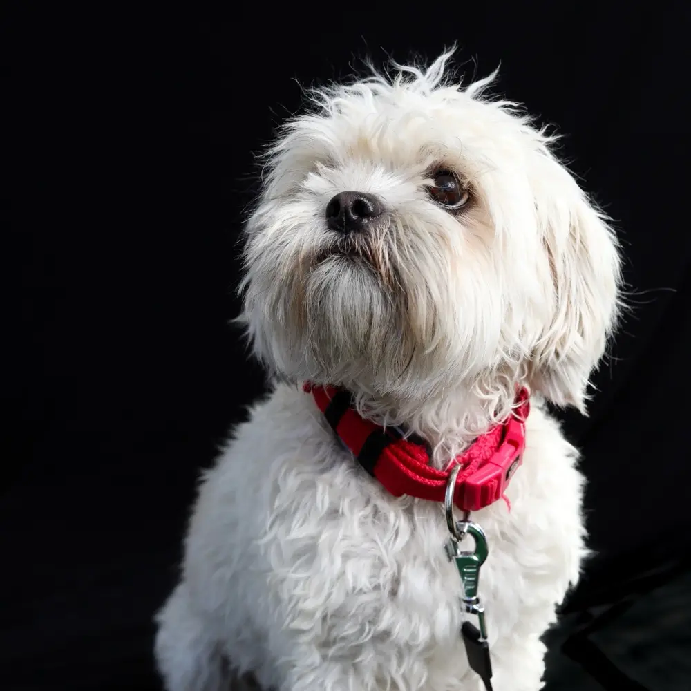 تصوير حيواناتكم الاليفة