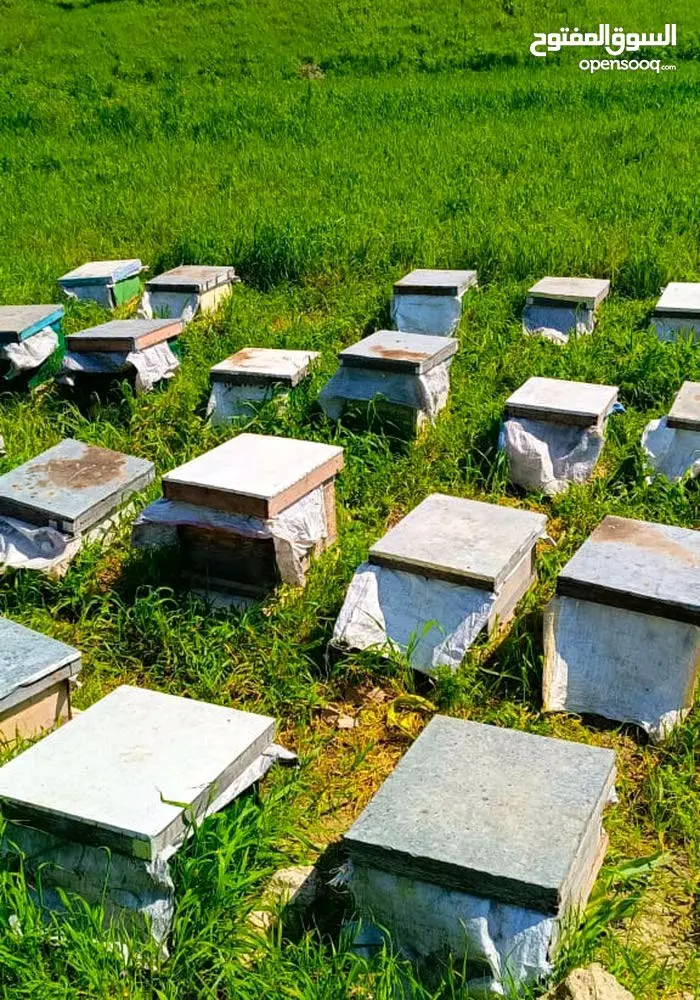 عسل بلدي مضمون للبيع
