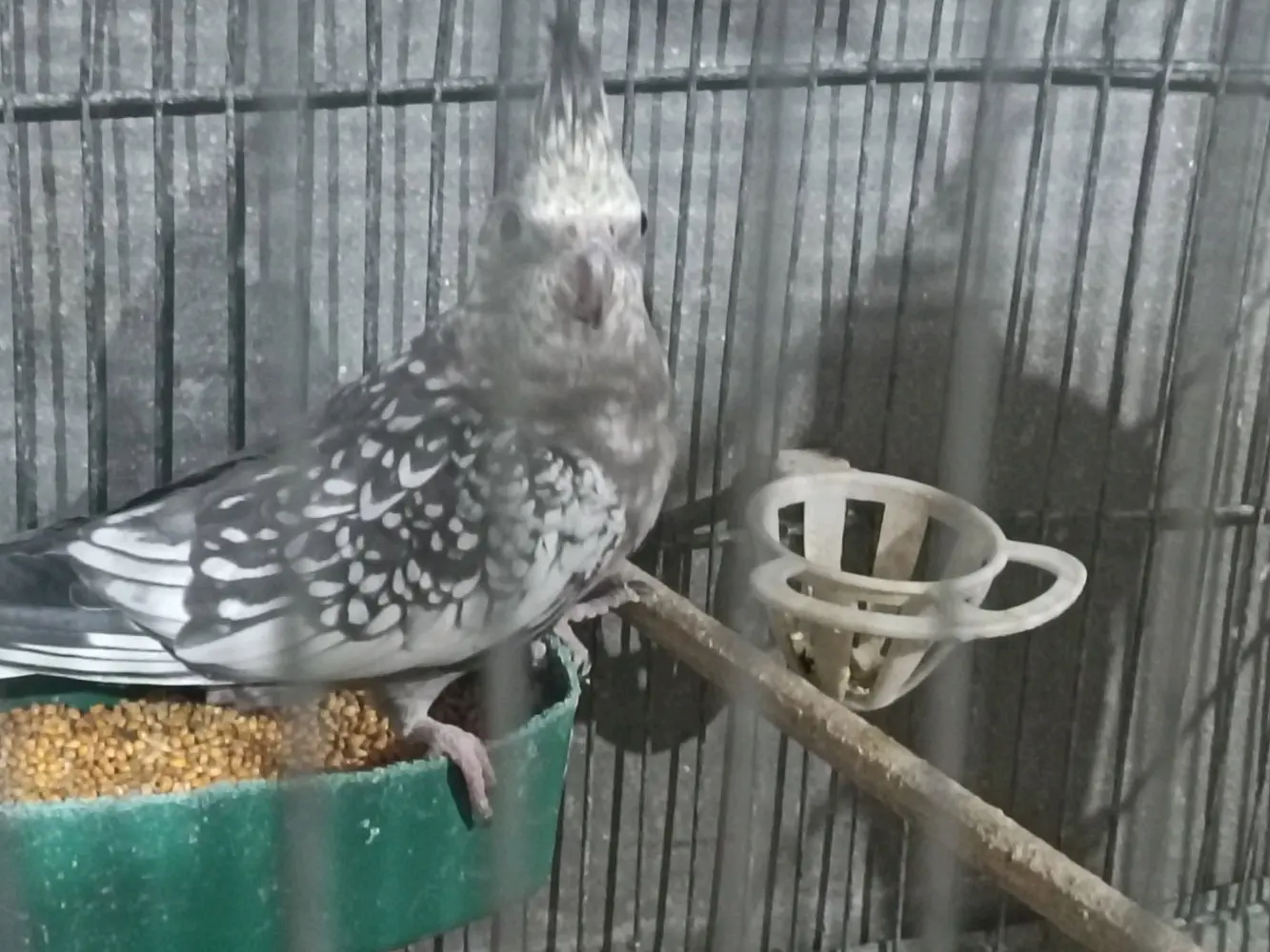 جواز كوكتيل