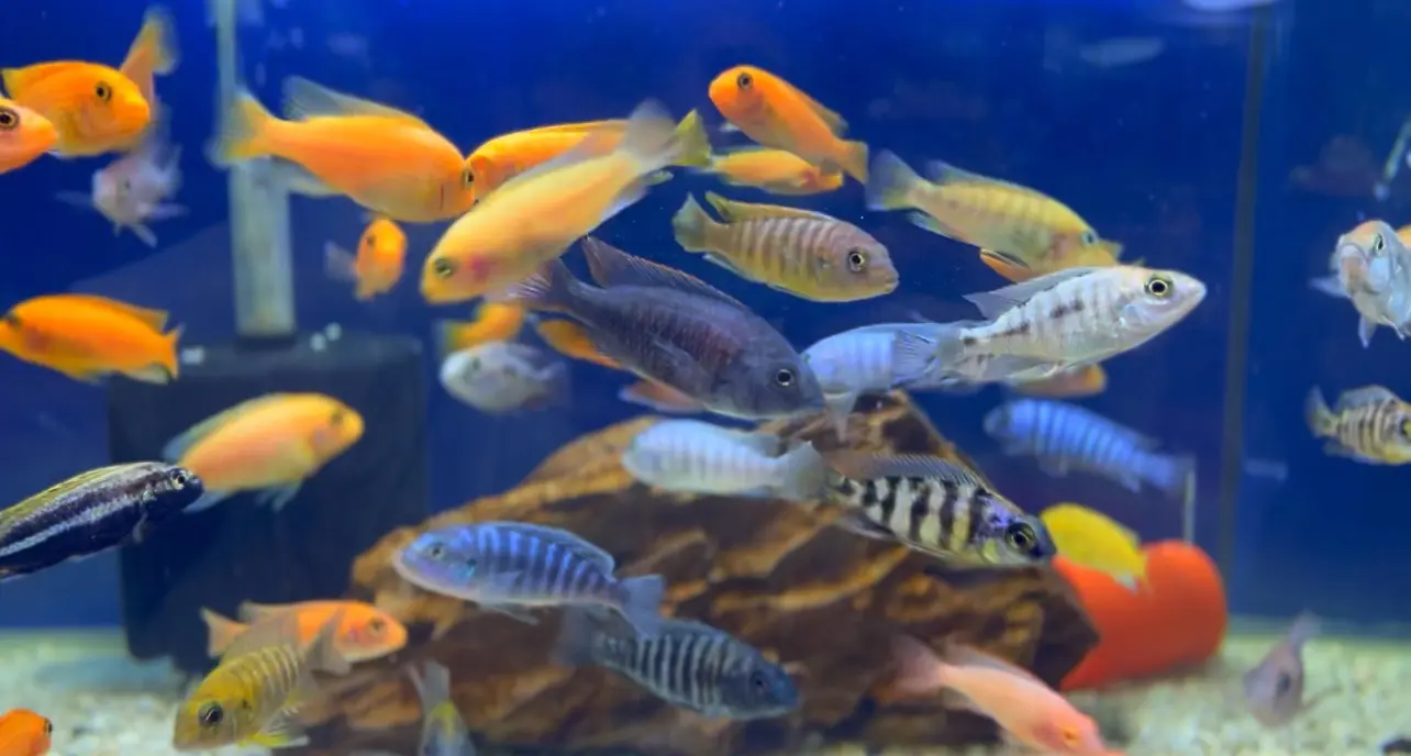 محل مستلزمات اسماك زينه ومستلزمات حيونات