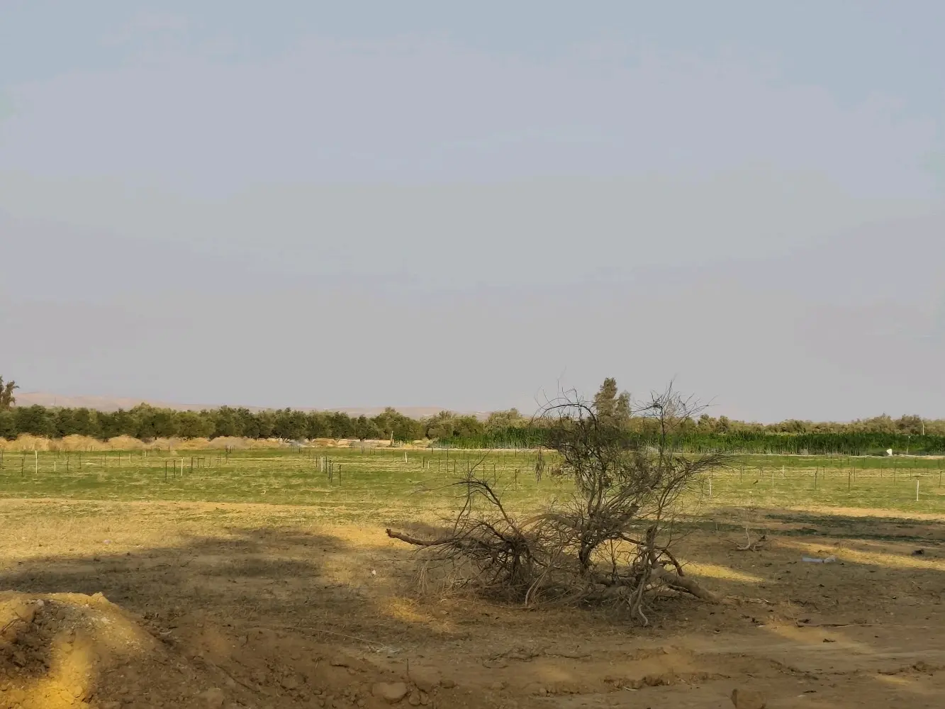 مزرعة استثمارية للبيع