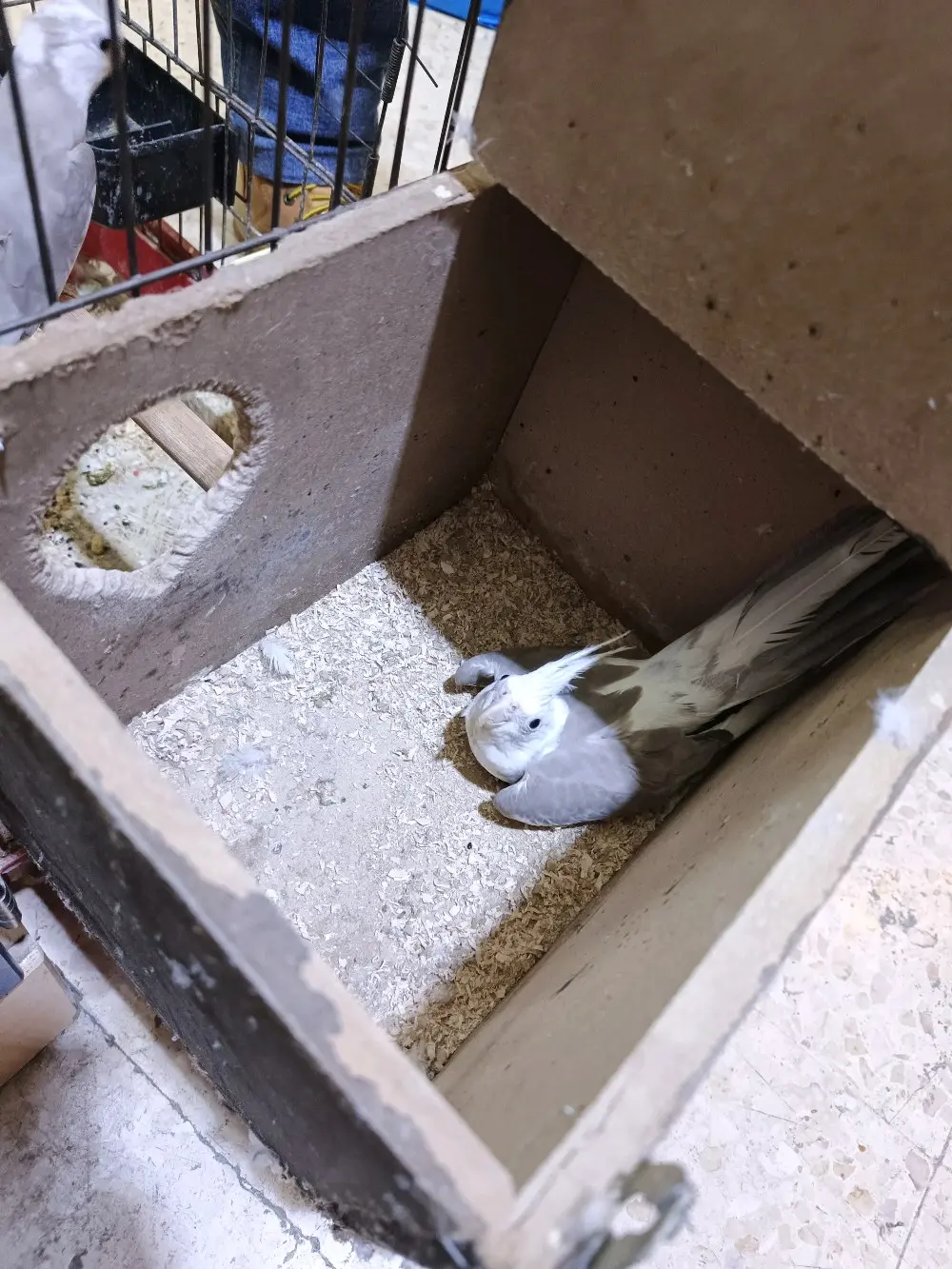 جوز وايت فيس