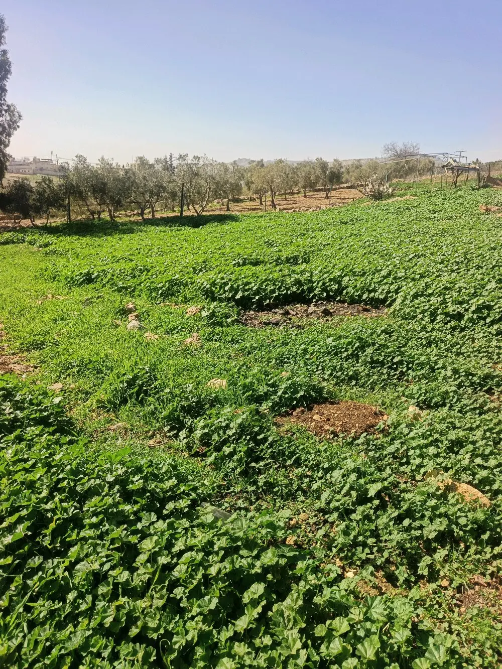 ارض سكن اخضر للبيع السلط نقب الدبور