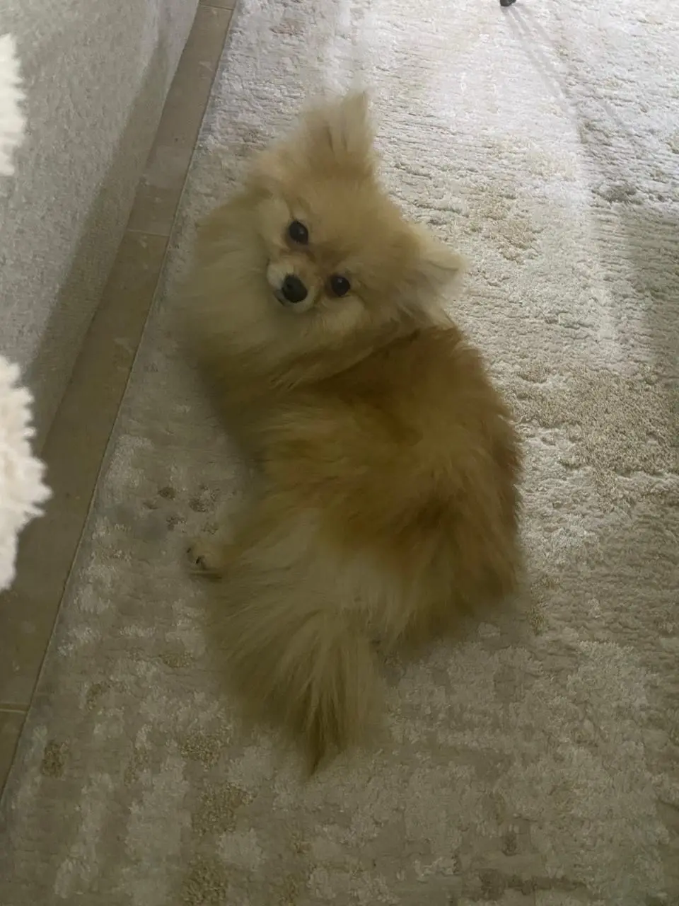 بومرينيان تي كب مع كامل الاغراض