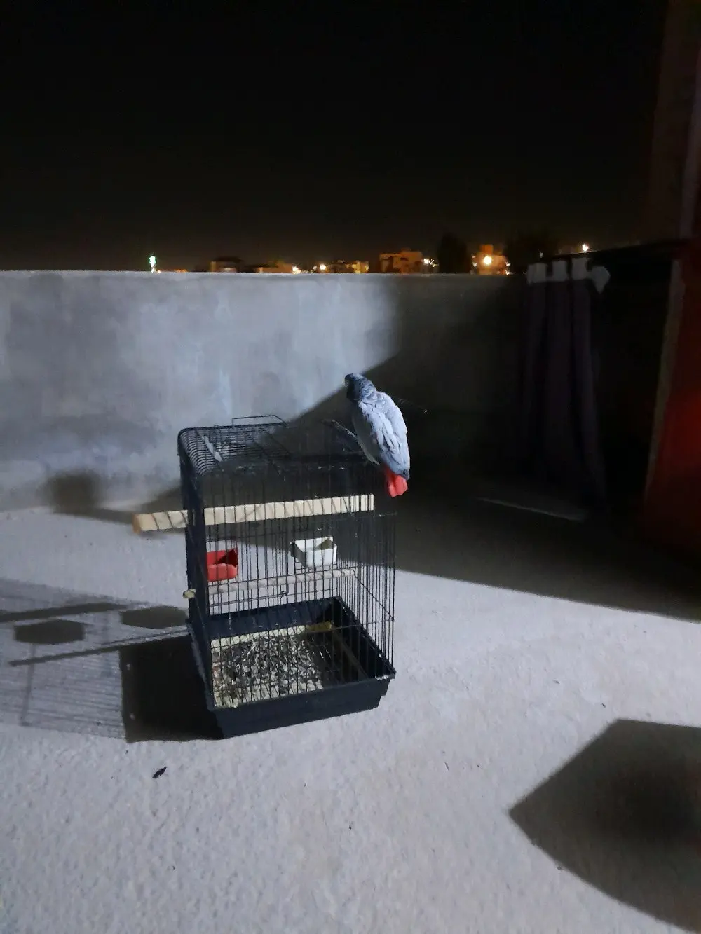 بيع طير كاسكو