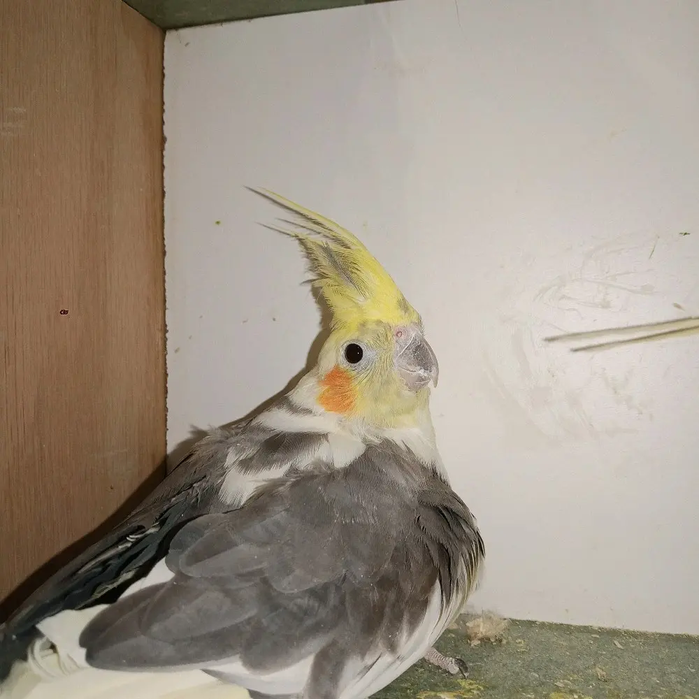 حبت كوكتيل للبيع او للبدل ع جوز كنار أو حب تحتيه فراخ