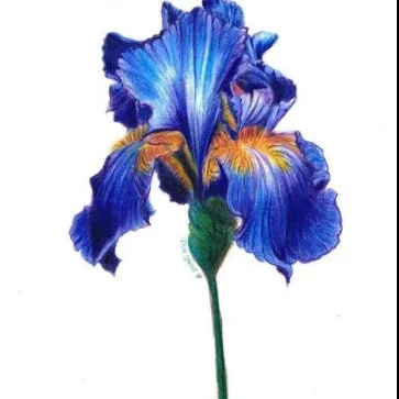 شاليه blue iris