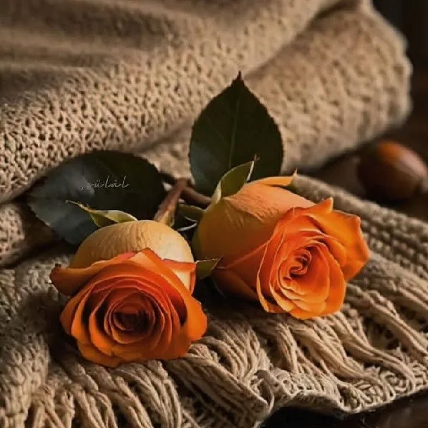 Manal Ajamal