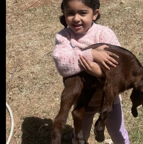 مزرعة الكوز للمواشي