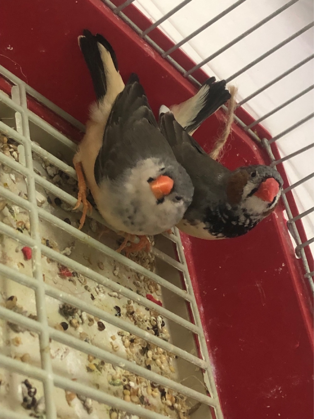 جوز زيبرا بلاك برست سبلت اورنج