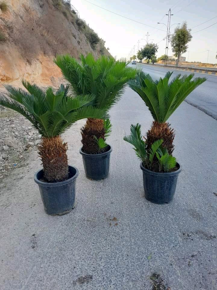 مشاتل السنابل