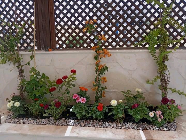الاهتمام بالحديقه وصيانة جميع انواع الصوبات