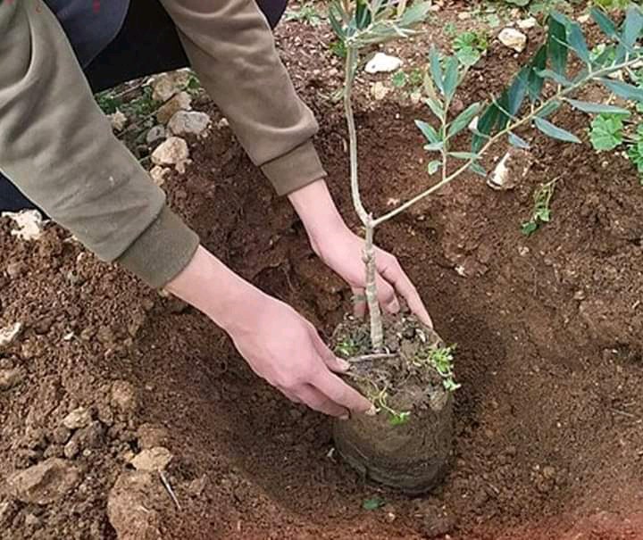 مشتل الحاكوره الكركيه