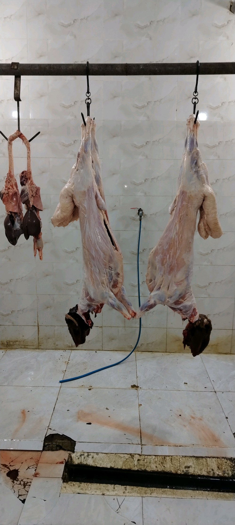 ابو سطام لتجارة الحومو المواشي